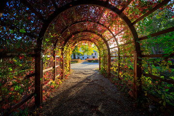 Large archway made of vines and leaves