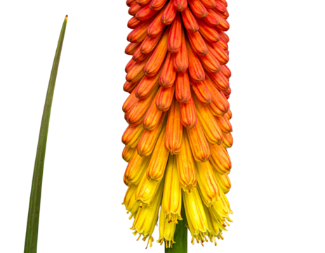 Kniphofia Stem with Yellow and Orange Gradient Flowers, Side Profile View, Isolated