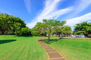 Path in a park with a tree in the middle
