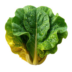 Fresh, vibrant green leafy vegetable, speckled with glistening water droplets, isolated against a stark black background, highlighting the healthy, natural, and organic nature of the plant,...