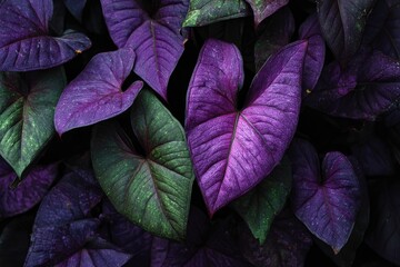 Close-up of heart-shaped foliage, a deep purple hue dominating with some green