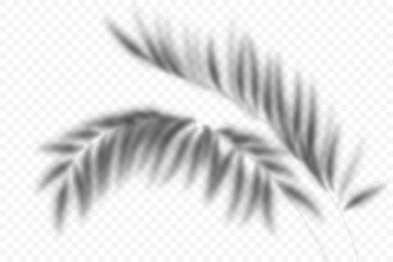 Coconut palm leaves overlay on transparent background. Summer shade of exotic plants. Vector tropical branch silhouette. Realistic blurred foliage illustration. Botanical sunlight reflection.