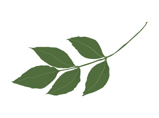 Autumn leaf from Simple fall leaf Flat vector illustration on white background