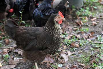 Chickens on a rural farm. Agriculture. Poultry breeding. Breeding chickens.