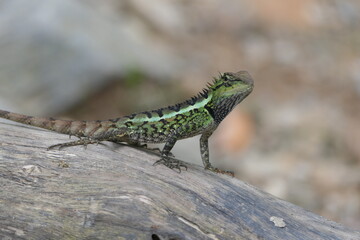 lizard on a branch
