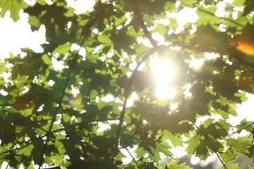 Sun shining through tree branches with green leaves outdoors, low angle view
