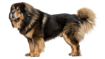 border collie dog isolated on transparent background,