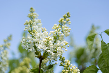 Lilac in bright sunlight