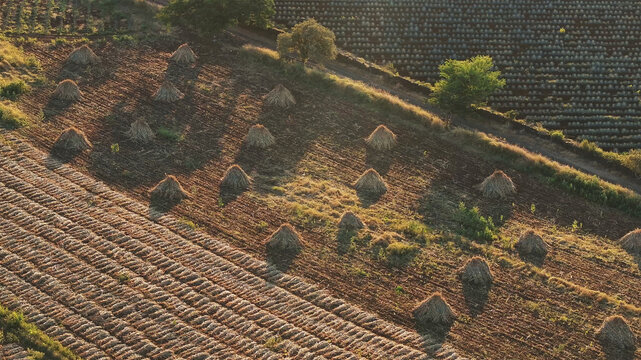 Aerial view of a patterned landscape where cultivated fields meet rows of stacked hay under the warm glow of the sun, Tequila, Jalisco, Mexico.