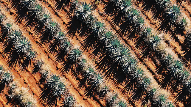 Aerial view of agave plants creating a textured tapestry of blue-green against the warm terracotta earth, casting long shadows in the midday sun, Tequila, Jalisco, Mexico.