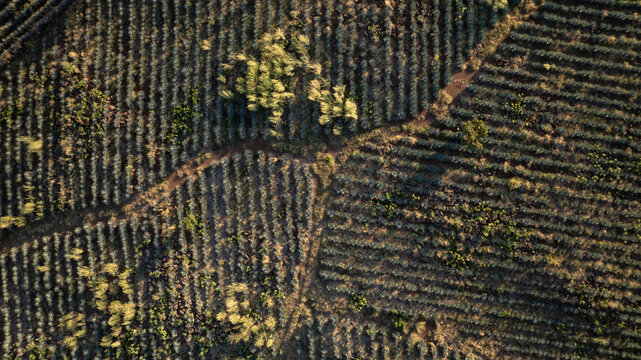 Aerial view of the agave fields, patterned earth, and sun-kissed ridges in the landscape stretch out, a tapestry woven in shades of green and gold, Tequila, Jalisco, Mexico.