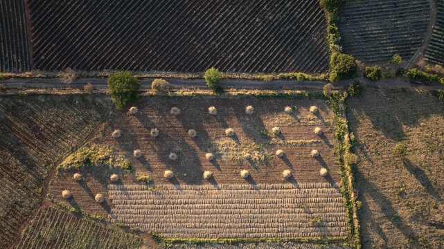 Aerial view of sun-drenched fields patterned with rows of harvested agave plants and hay bales under the vast sky, Tequila, Jalisco, Mexico.