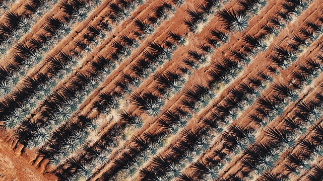 Aerial view of rows of spiky agave plants stand in stark contrast against the red soil, creating a textured tapestry of agriculture, Tequila, Jalisco, Mexico.