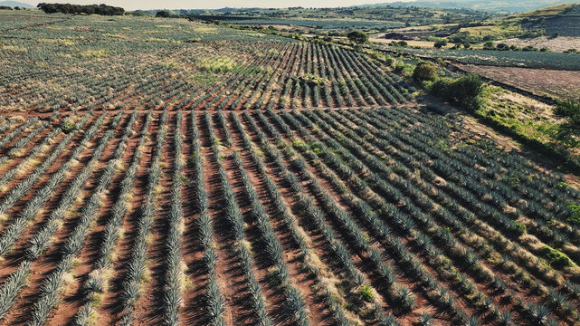 Aerial view of neat rows of agave plants stretch across the landscape under the vast sky, creating a captivating tapestry of agricultural artistry, Tequila, Jalisco, Mexico.