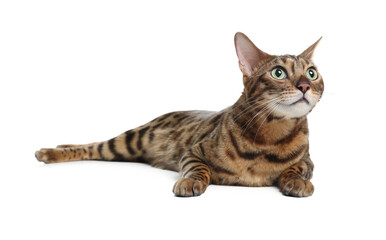 Bengal cat isolated on white. Beautiful pet