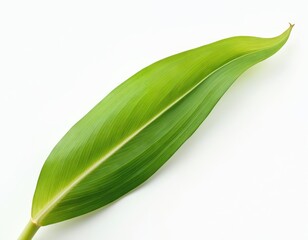 Bright green corn leaf on white background. Fresh single leaf isolated. Nature plant. Studio shot detail. Healthy food ingredient, raw organic. Agriculture farming harvest crop.