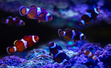 Orange clown fish. Amphiprion percula. Blue water background. 