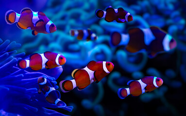 Orange clown fish. Amphiprion percula. Blue water background. 