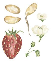 Watercolor Illustration Set of strawberries and flowers, berry plant cycle clipart