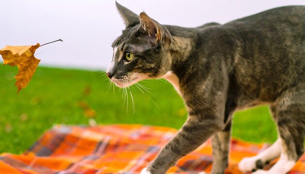 A tabby cat stalks across an orange plaid blanket