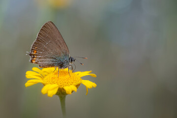 Cute butterfly. Satyrium acaciae. Sloe Hairstreak. Colorful nature background. 