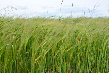 Obraz premium green barley Field Blowing in the Wind Under Cloudy Sky close up
