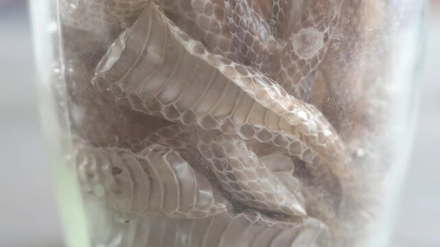 Detailed view of molted snake skins with scales and texture patterns inside a glass container
