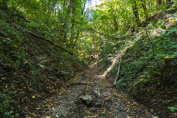 A dirt road running through a wild gully in the forest during summer