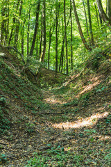 Obraz premium The natural landscape of loess gullies in a forest in Poland