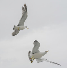 Seagulls in flight against a cloudy sky.