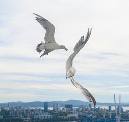 Seagulls in flight against a blue sky.