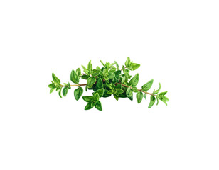 Obraz premium Fresh green leaves and foliage of plants isolated on white background