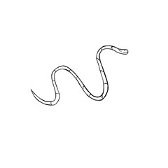 Fototapeta premium snake illustration
