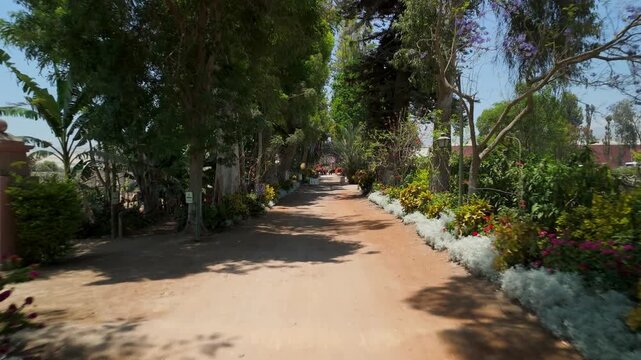 Sun-dappled walking path surrounded by vibrant greenery and blooming flowers at the historic Tambo de Tacama vineyard in Peru - aerial forward
