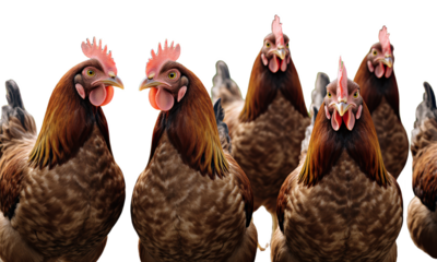 A Flock of Chickens Standing Together in a Farmyard