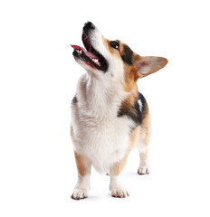 Cute Welsh Corgi on white background. Adorable pet