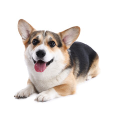 Cute Welsh Corgi on white background. Adorable pet