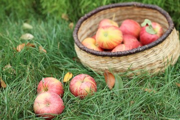 Fresh ripe apples in wicker basket and fallen leaves on green grass outdoors, closeup