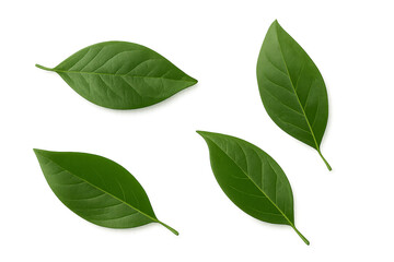 Fototapeta premium green leaves isolated on a white transparent background PNG