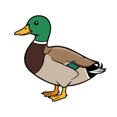 Duck