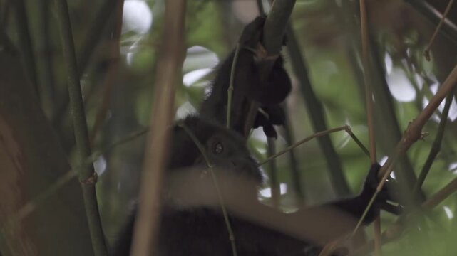 Baby black howler monkey (Alouatta pigra) mastering its first climb high in the trees near Palenque, a symbol of the region's lush rainforests, ancient Mayan ruins, and vibrant, untamed nature.