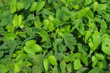Natural green pattern and texture background of bean leaves. Ecology and environmental concept. For graphic design, 3D rendering and banners