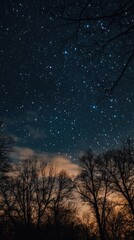 Starry night sky over leafless trees