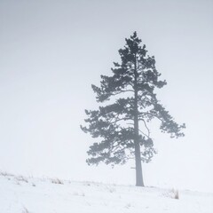 Solitary tree stands in snowy fog
