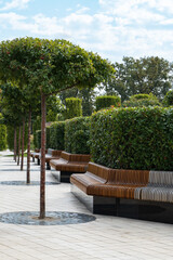 Public landscape park Krasnodar or Galitsky for relaxation and walking Curved wooden benches line pedestrian path, lined with neatly trimmed trees and lush green hedges.