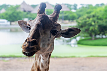 Safari. Giraffe. Close-up view of giraffe displaying unique facial expression in vibrant safari setting surrounded by greenery and water, highlighting animal's charm and natural habitat