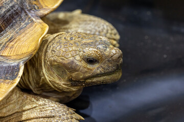 Sulcata tortoise black background, Close up african spur thighed sulcata tortoise, Sulcata tortoise in close up shot.