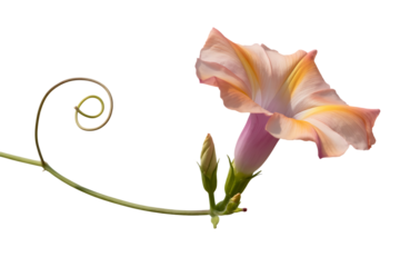 Delicate peach and pink morning glory flower with bud and tendril isolated on transparent background