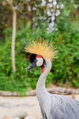 Close-up portrait of a Grey Crowned Crane (Balearica regulorum) showing its golden crown feathers and striking plumage.