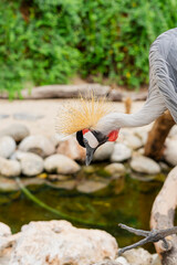 Exotic bird with impressive crown feathers, photographed in detail to highlight its beauty.